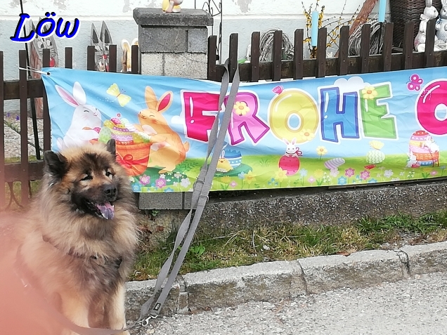 4.4.2026 - Osterhasi?
